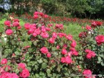 Rosemary Rose-3.jpg